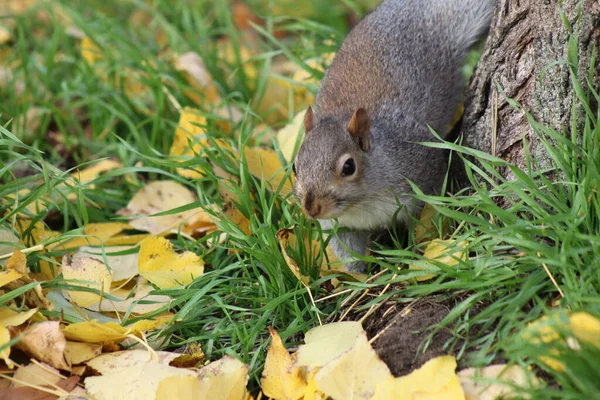 Esquilo Cinzento Oriental Parques Londres — Fotografia de Stock