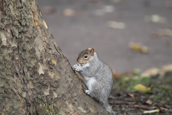 Grey Squirrel Comiendo Nuez Green Park Londres —  Fotos de Stock