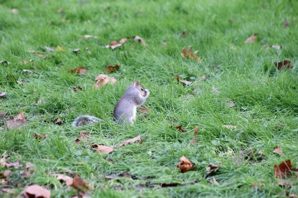 伦敦公园的东灰松鼠 — 图库照片