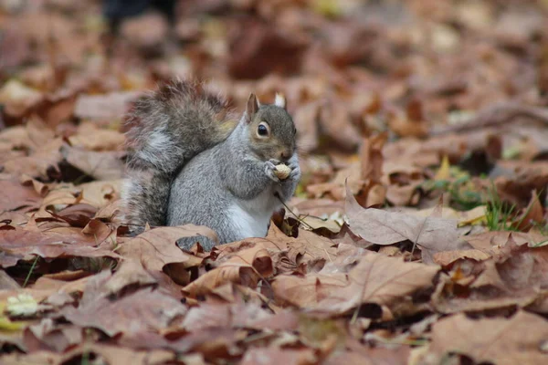 Esquilos Cinzentos Comendo Nozes Parques — Fotografia de Stock