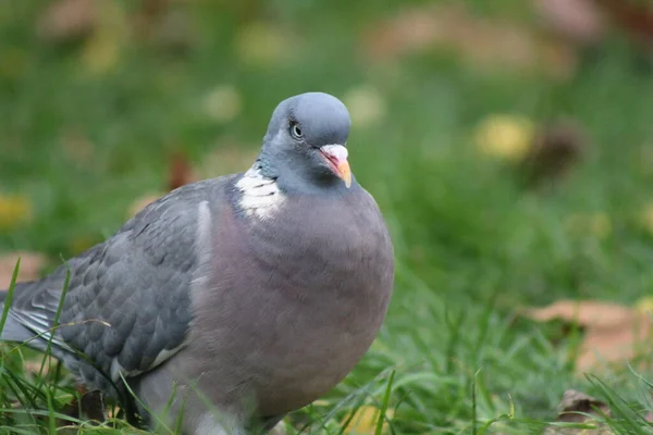 Pigeons Doves Wood Pigeoon — стокове фото