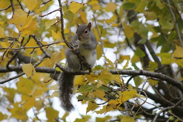 Esquilo Cinzento Oriental Parques Londres — Fotografia de Stock