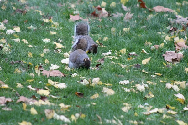 Eastern Gray Squirrel Londyńskich Parkach — Zdjęcie stockowe