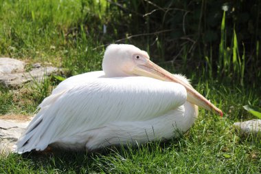 İngiltere 'de beyaz pelikanlar