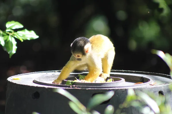 Mókus Majmok Világ Majmok Nemzetség Saimiri — Stock Fotó
