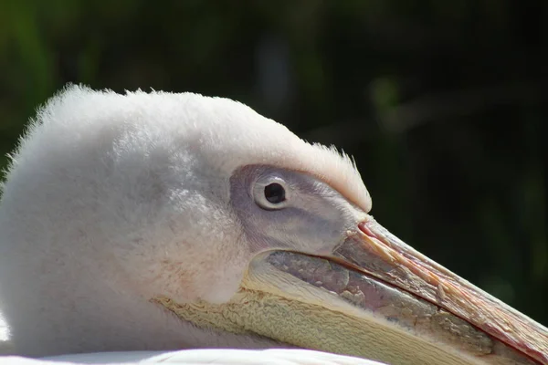 Pelicanii Albi Din Marea Britanie — Fotografie, imagine de stoc