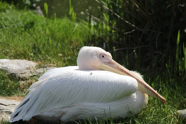 Pelicanii Albi Din Marea Britanie — Fotografie, imagine de stoc