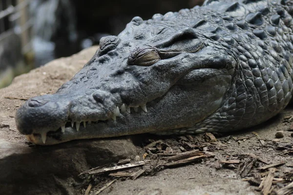 Крупный План Лица Крокодила Лондонском Зоопарке — стоковое фото