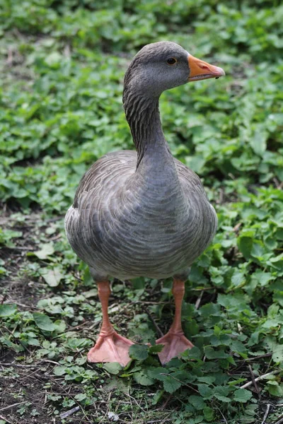 Greylag Geese Στο Ηνωμένο Βασίλειο — Φωτογραφία Αρχείου