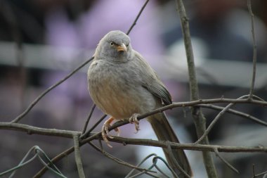 Ranthambore Ulusal Ormanı, Hindistan 'da Orman Gevezesi Kızgın Kuş