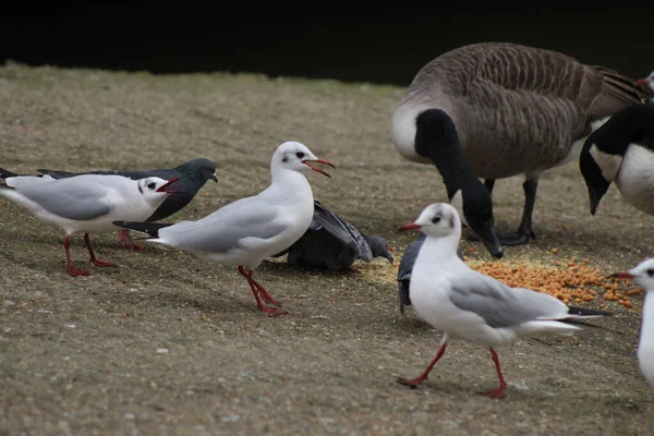 Seagulls Geese Βρέθηκαν Στο Ηνωμένο Βασίλειο — Φωτογραφία Αρχείου