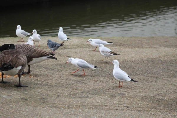 Seagulls Geese Βρέθηκαν Στο Ηνωμένο Βασίλειο — Φωτογραφία Αρχείου