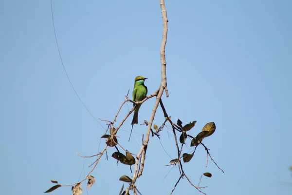 Green Bird Sitting Tree Branch India — Stock Photo, Image