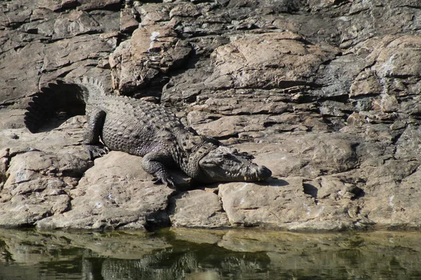 Заболотный Крокодил Национальном Парке Рантамбор Индия — стоковое фото