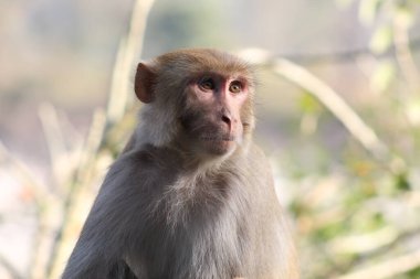 Rhesus Macaque - Eski Dünya Maymunları