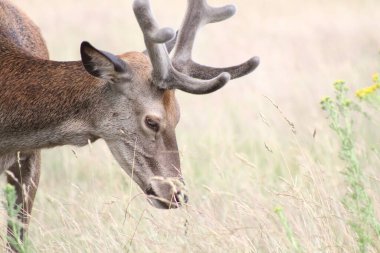 Richmond Park 'ta geyik, Londra