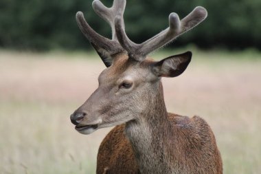 Richmond Park 'ta geyik, Londra