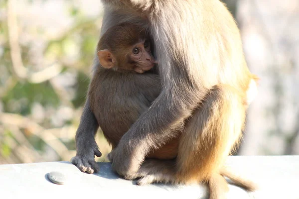 Rhesus Macaque Stare Małpy Świata — Zdjęcie stockowe