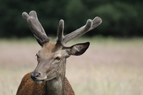 Deer Richmond Park London — Stock Photo, Image