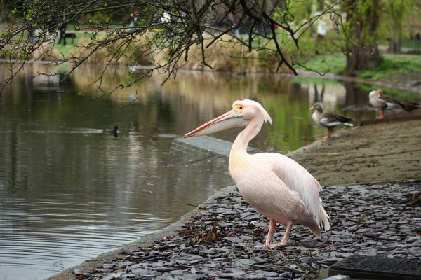 Pelican Londra Park — Fotografie, imagine de stoc