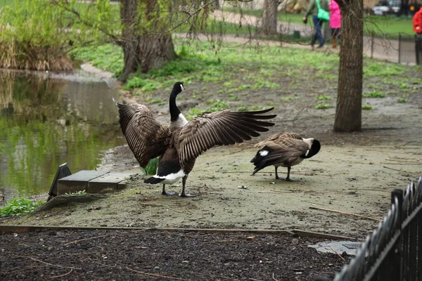 Canadian Goose Londra Park Regno Unito — Foto Stock