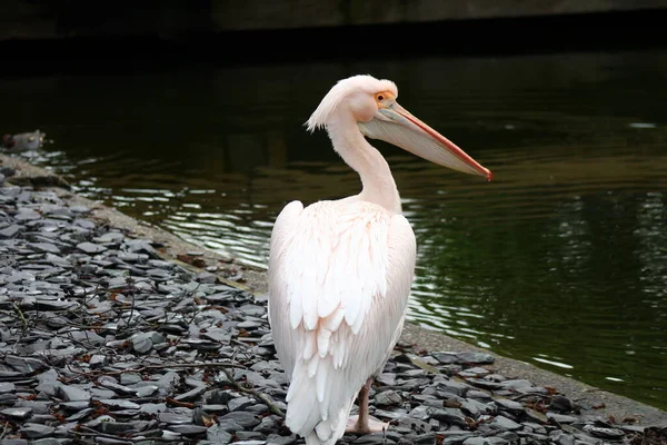 Pelikan Londoner Park — Stockfoto