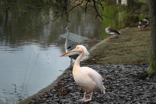 Pelican Londra Park — Fotografie, imagine de stoc