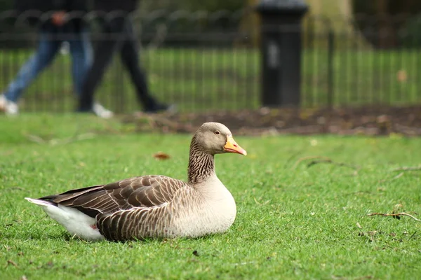 Londra Parkı Nda Graylag Goose Kuş Fotoğrafçılığı Kaz — Stok fotoğraf
