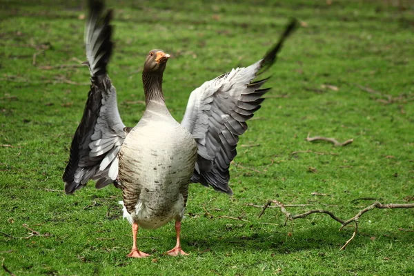 Graylag Goose London Park Zdjęcia Ptaków Goose — Zdjęcie stockowe