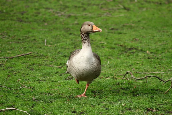 Graylag Gans London Park Vogelfotografie Gans — Stockfoto