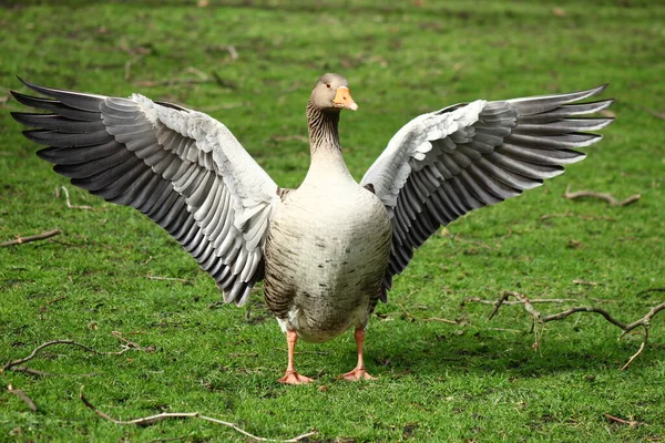 Londra Parkı Nda Graylag Goose Kuş Fotoğrafçılığı Kaz — Stok fotoğraf