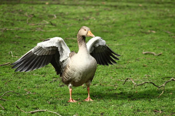 Graylag Goose London Park Bird Photography Goose — Stock Photo, Image