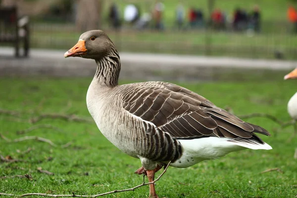 Graylag Goose Nel Parco Londra Fotografia Uccelli Oca — Foto Stock