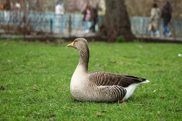 Ganso Graylag Parque Londres Fotografía Aves Ganso —  Fotos de Stock