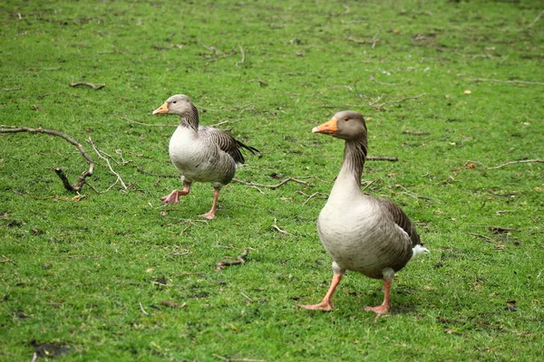 Graylag Goose Στο London Park Goose Facts Bird Photography — Φωτογραφία Αρχείου