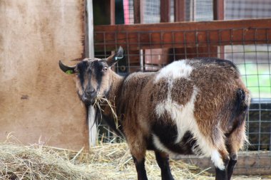 Koyun çiftliği - İngiltere 'de hayvan çiftliği