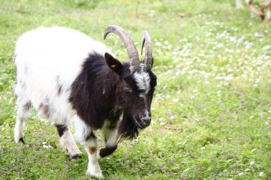Koyun çiftliği - İngiltere 'de hayvan çiftliği