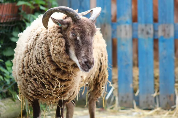 羊飼育場 イギリスの動物飼育場 — ストック写真