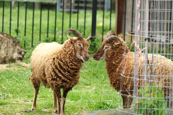 羊飼育場 イギリスの動物飼育場 — ストック写真