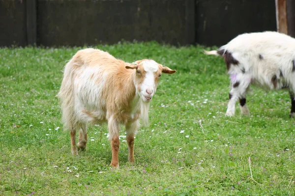 stock image sheep farming - Animal farm