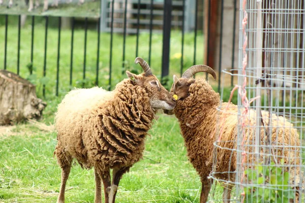 Koyun Çiftliği Hayvan Çiftliği — Stok fotoğraf
