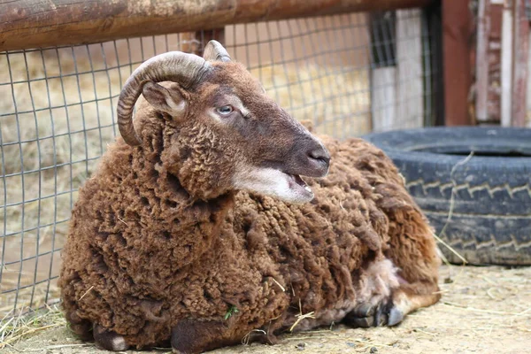 羊の養殖 動物園 — ストック写真