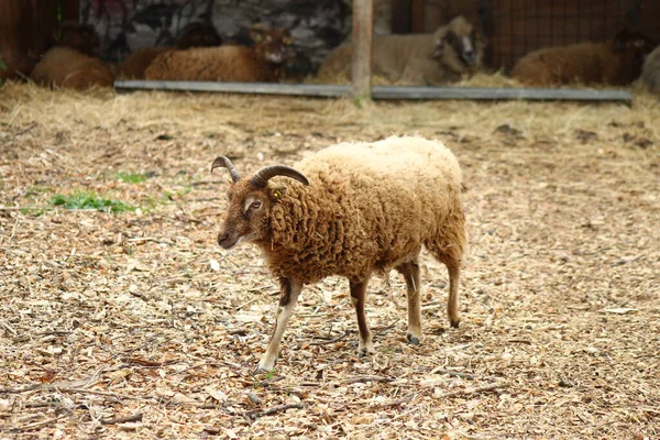 羊の養殖 動物園 — ストック写真