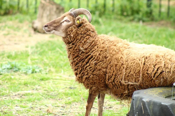 Вівчарство Тваринництво — стокове фото
