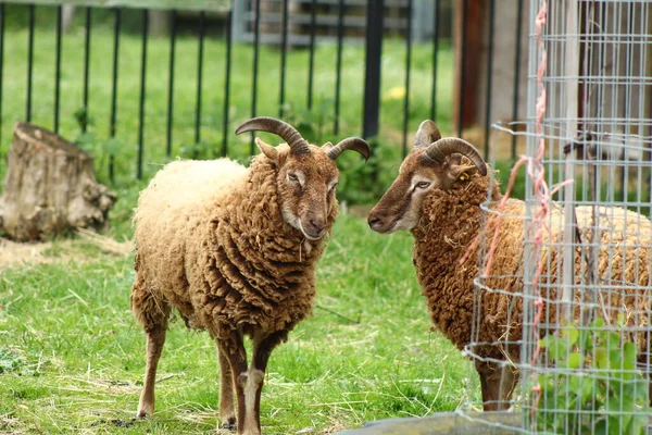 牛の養殖羊の養殖国内農業 — ストック写真