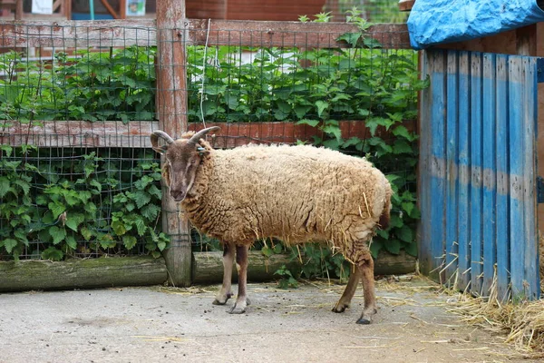 牛の養殖羊の養殖国内農業 — ストック写真