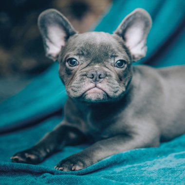 Tekstil ve dijital dikişsiz kalıp tasarımı 