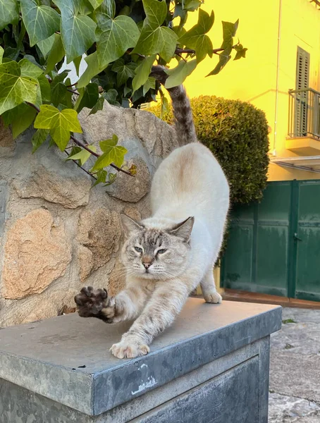 Katze Streckt Sich Garten — Stockfoto