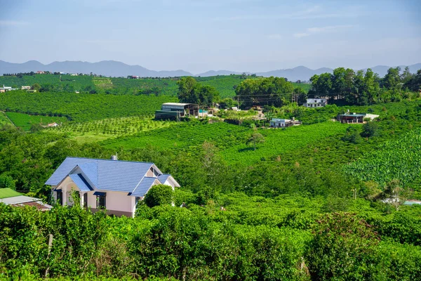 Briljante Blauwe Lucht Uitzicht Een Koffieplantage Buurt Van Plantage Bao — Stockfoto