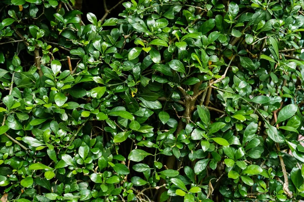Arkaplan Duvar Kağıdı Için Yeşil Küçük Yapraklar — Stok fotoğraf